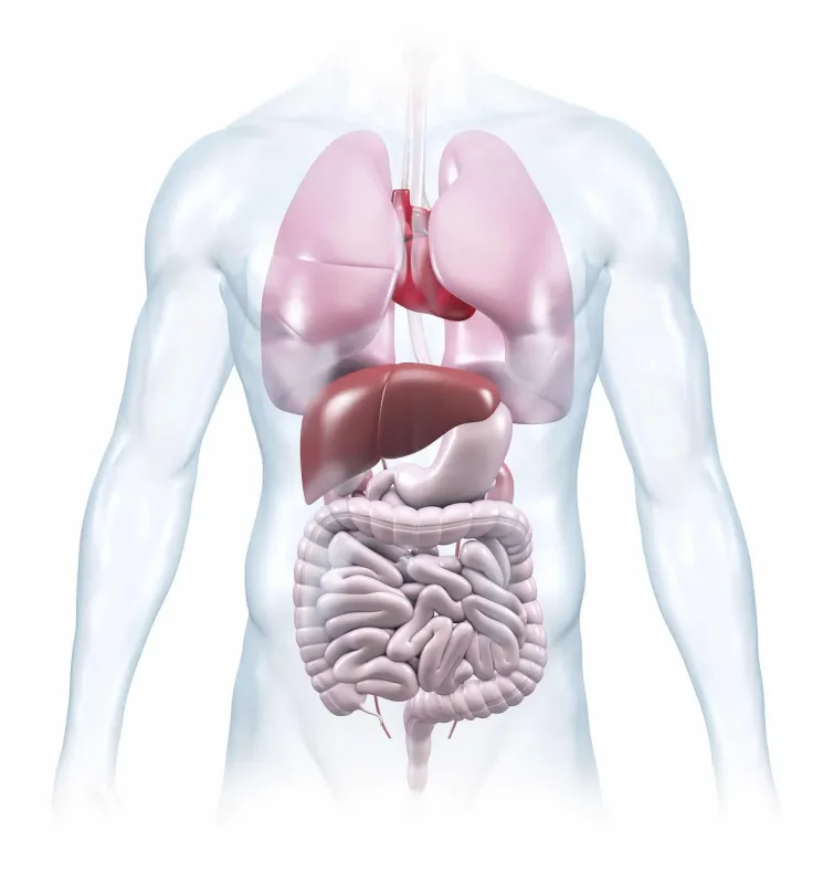 Human Anatomy